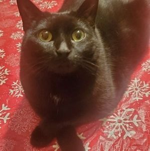 Meet your Posher, Nolan